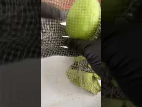 Creative Food Tiktok balli kasik