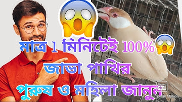 মাত্র 1 মিনিটেই 100%জাভা পাখির male female জানুন😱😱। How to identify100% male femel Java in sparrow