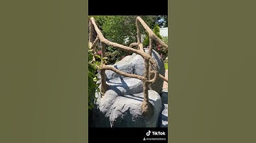 Tree hand railing made of concrete and rebar.