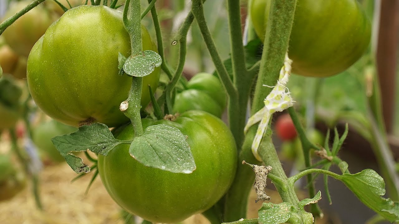 Зеленоплодные сорта томатов