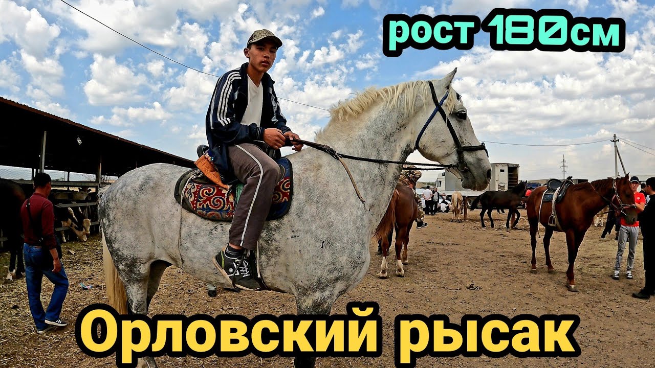 МАЛ БАЗАР ҰЗЫНАҒАШ 18.06.2023 ЖЫЛҚЫ БАҒАЛАРЫ (Скотный рынок)