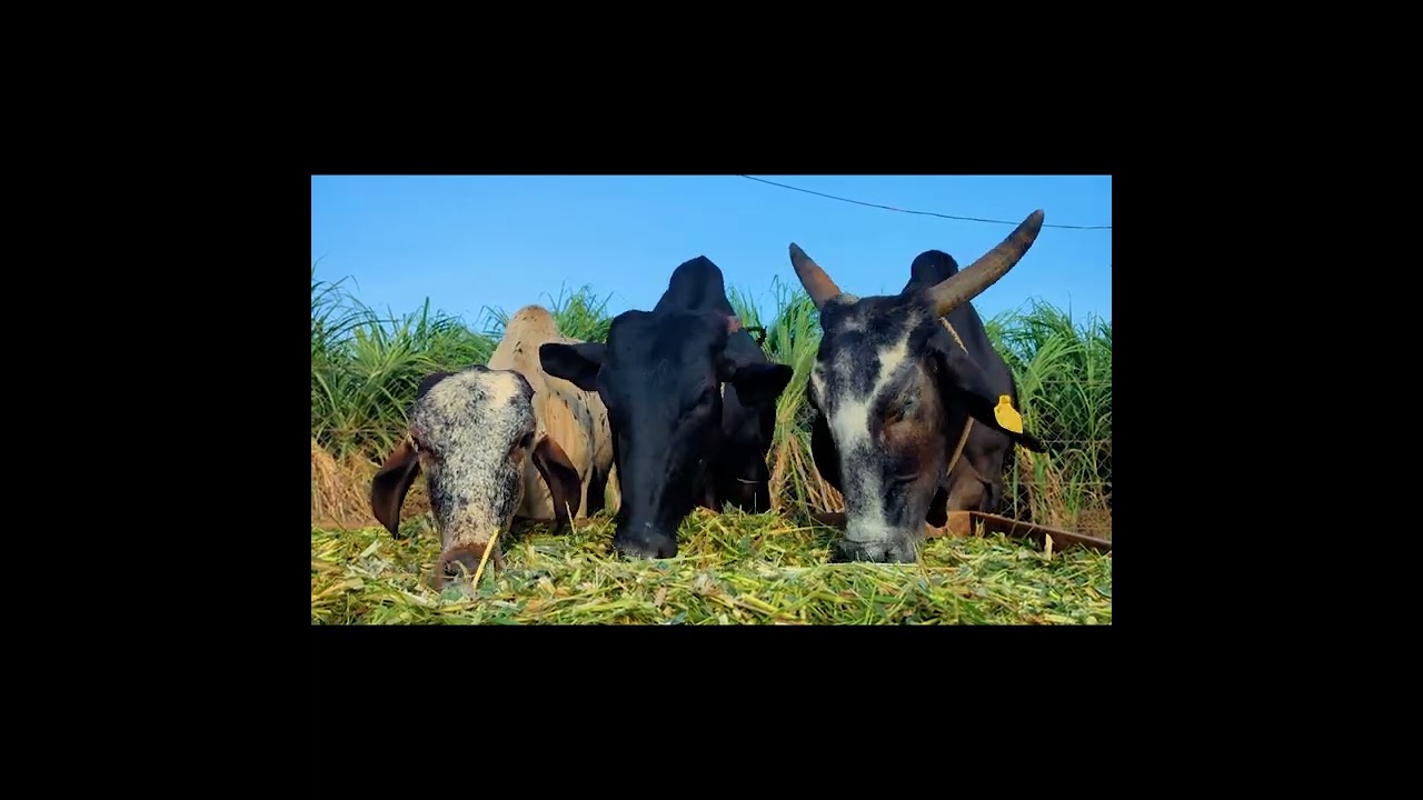 Adopted Cows Yashoda & Krishnaa, and Calf Subadra Doing Well