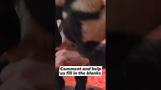 Can A Cute Baby Goat Be A Hot Mess, Just Watch & Comment To Let Us Know What You Think.