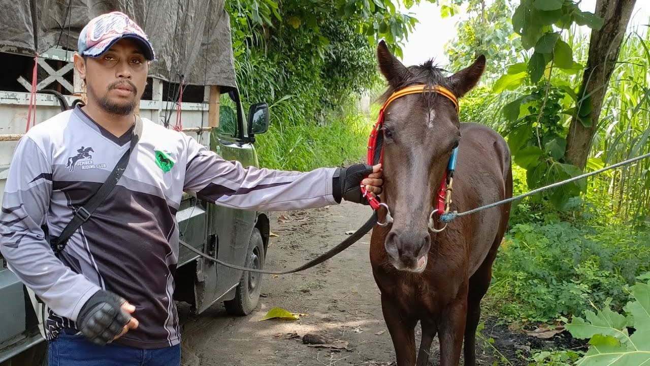 jember riding club (stebel)