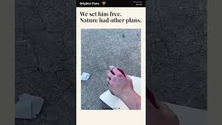 We Released a Mouse. But Nature Had Other Plans.