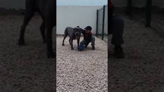 Cane Corso Attack
