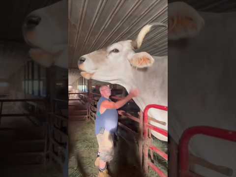 هذا الرجل يمتلك أضخم ثور في العالم