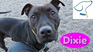 Dixie Lucas County Canine Care Control