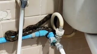 Shocked Woman Finds Snake Lurking On Her Toilet