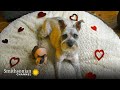 A Schnauzer &amp; Bald Guinea Pig Strike Up a Friendship 🥰 Amazing Animal Friends | Smithsonian Channel