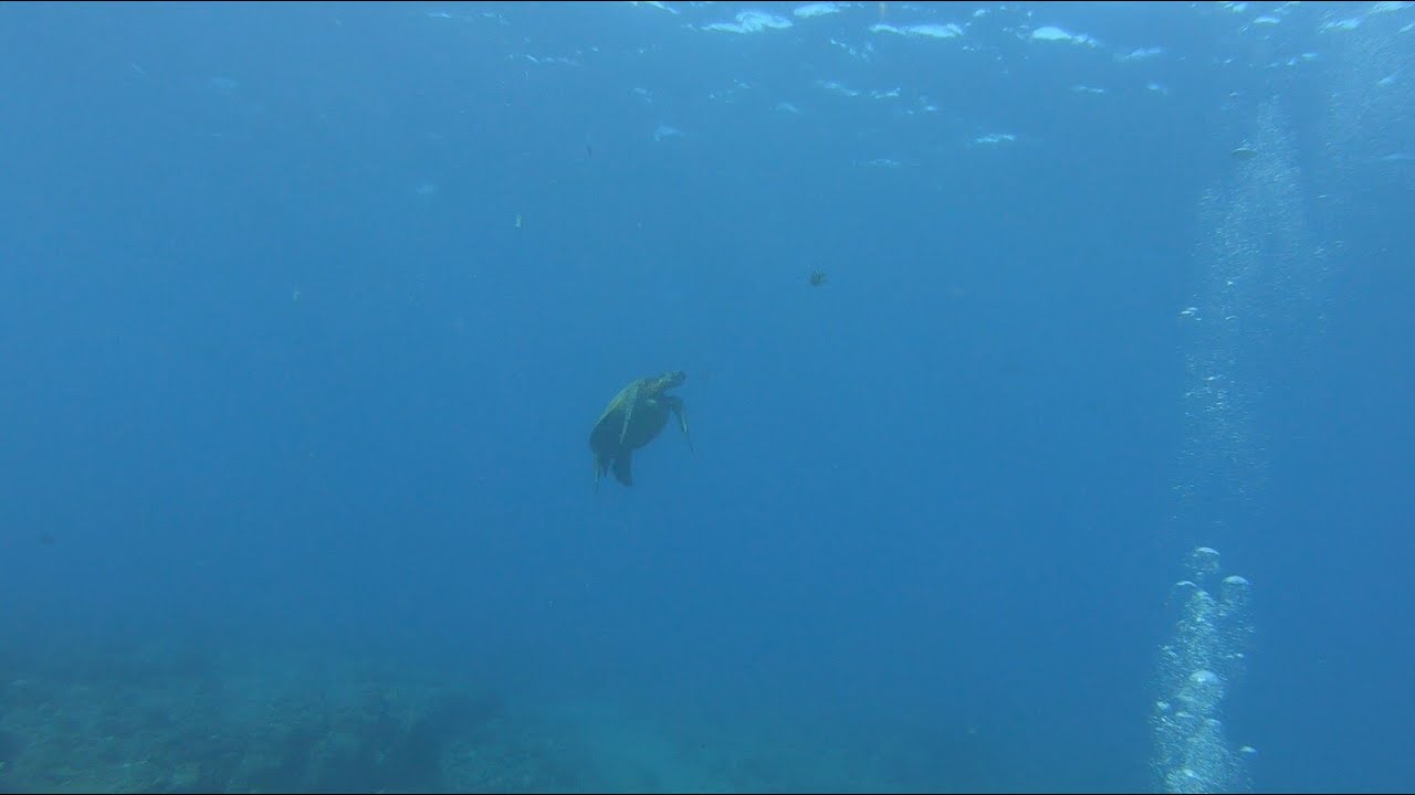 Scuba diving Kauai, Hawaii 1/27/23 (20) YouTube