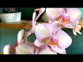 Oрхидеи. Шикарное цветение июля
