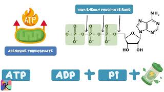 Phosphorus-Containing Compounds