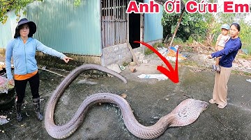 Cuộc Gọi Khẩn Cấp Của Hai Mẹ Con Phát Hiện 2 Con Rắn Hổ Mang Bò Vào Trong Nhà