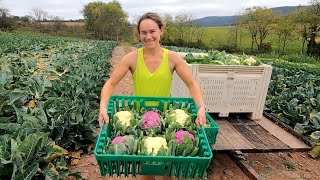 Have You Ever Seen Cauliflower Like This?