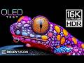 Experience Stunning Clarity: 16K Ultra HD OLED Test with Dolby Vision 🎥