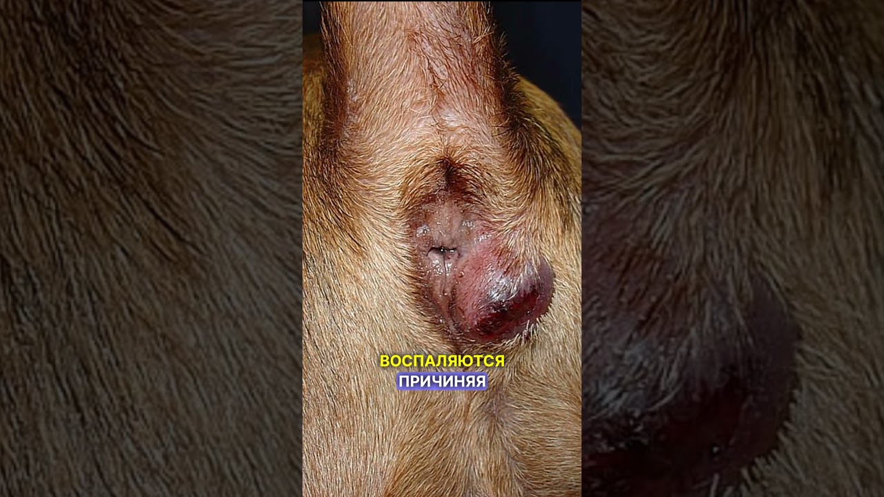 Почему собака ездит на попе?#алматы #ветеринар #собака #кошка #vet