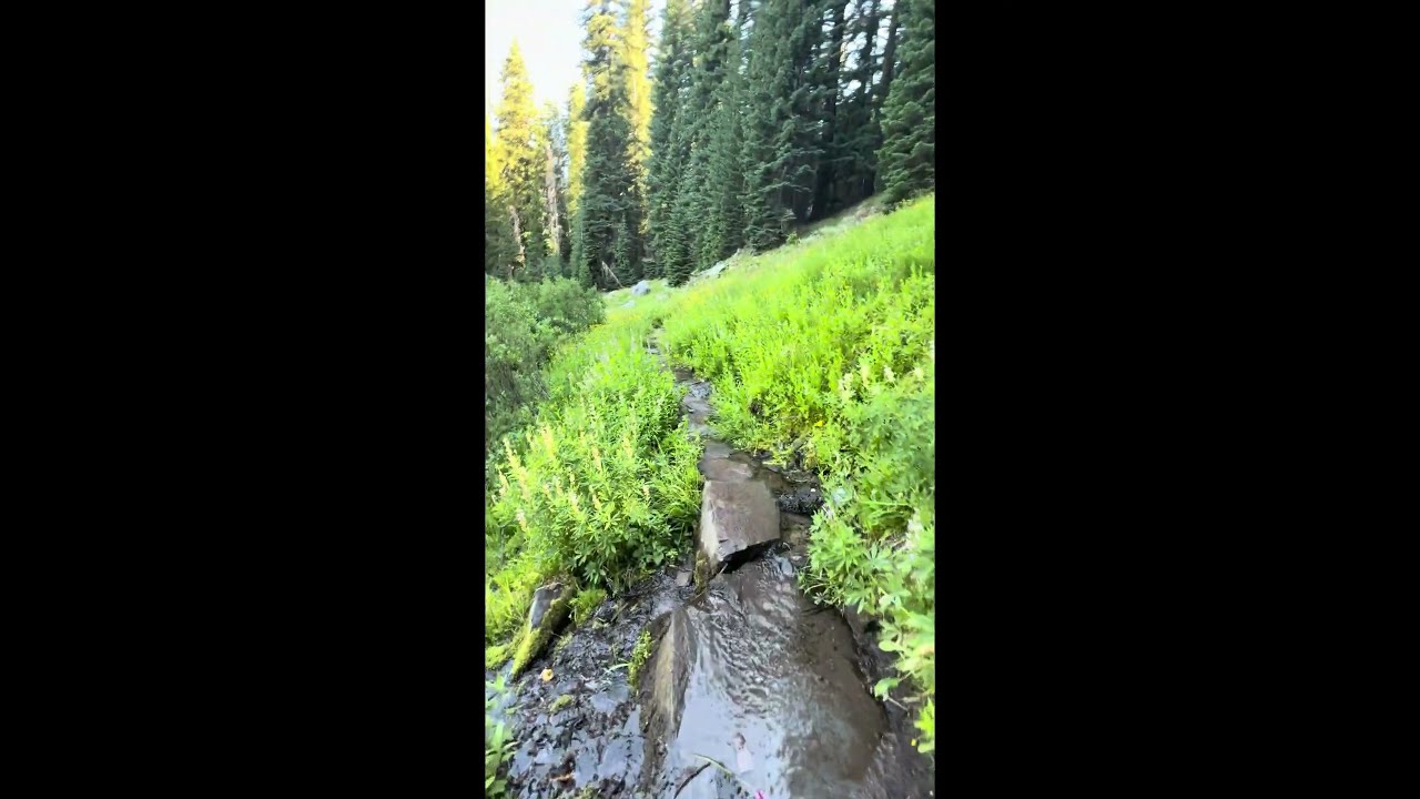 Castle Crest Wildflower Trail  Crater Lake National Park      #wildflowers