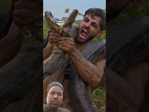 #snake  #ajagar #animals  you are not affair of a snake #snakelogo  jangal tuar big janvar