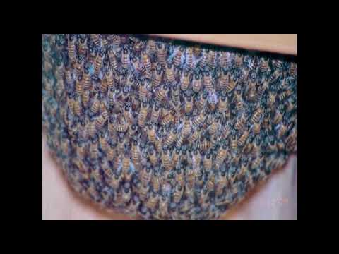 वीडियो: नौसिखिए मधुमक्खी पालकों के लिए सलाह। भाग ३