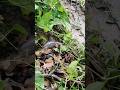 বৃষ্টি মধ্যে কৈ মাছ ধরার মজাটাই আলাদা। #shorts #viral #shortsviral #fishing #trending
