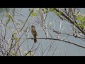 Grelusel de stuf - Savi&#39;s warbler