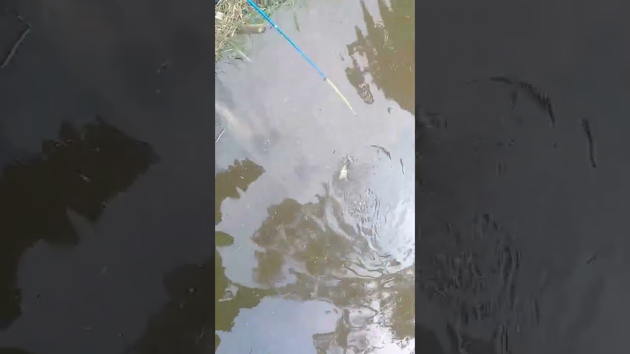 anak kecill gasss mancingg mania 😂😂😂😂😂😂