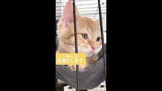 【ハンモックお借りします～♪♪】おねえたんの「コレ」最高ニャ！