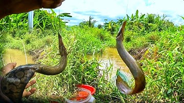 Câu cá Suối | giật cá chạch bằng cần tre cá ăn nhiều hết muốn về luôn