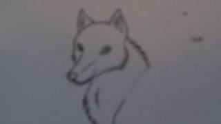 Wolf doodle