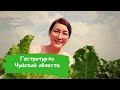 Вкусный Кыргызстан: гастротур по Чуйской области🇰🇬😋