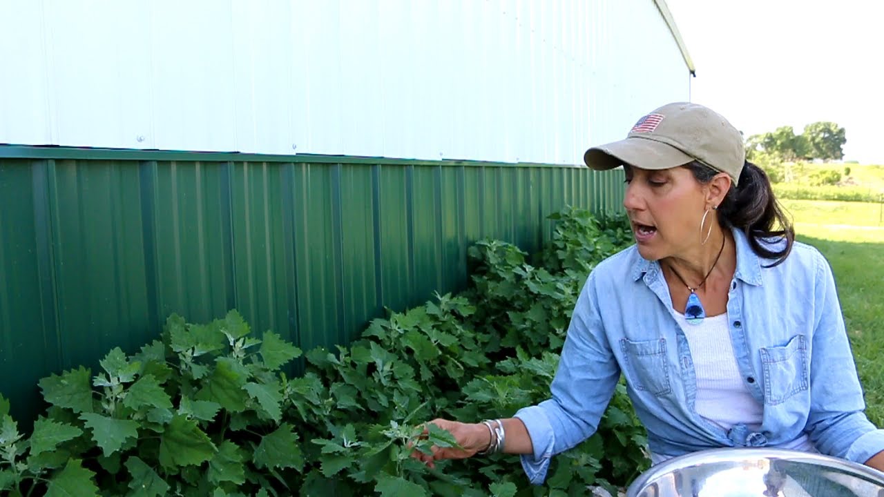 GREAT DEPRESSION FOOD AND MORE NUTRITION THAN SPINACH! - YouTube