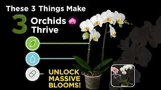 Unlock Perfect Orchid Growth 🌸 3 Proven Secrets for Big Blooms & Healthy Roots! | Orchid Care Guide