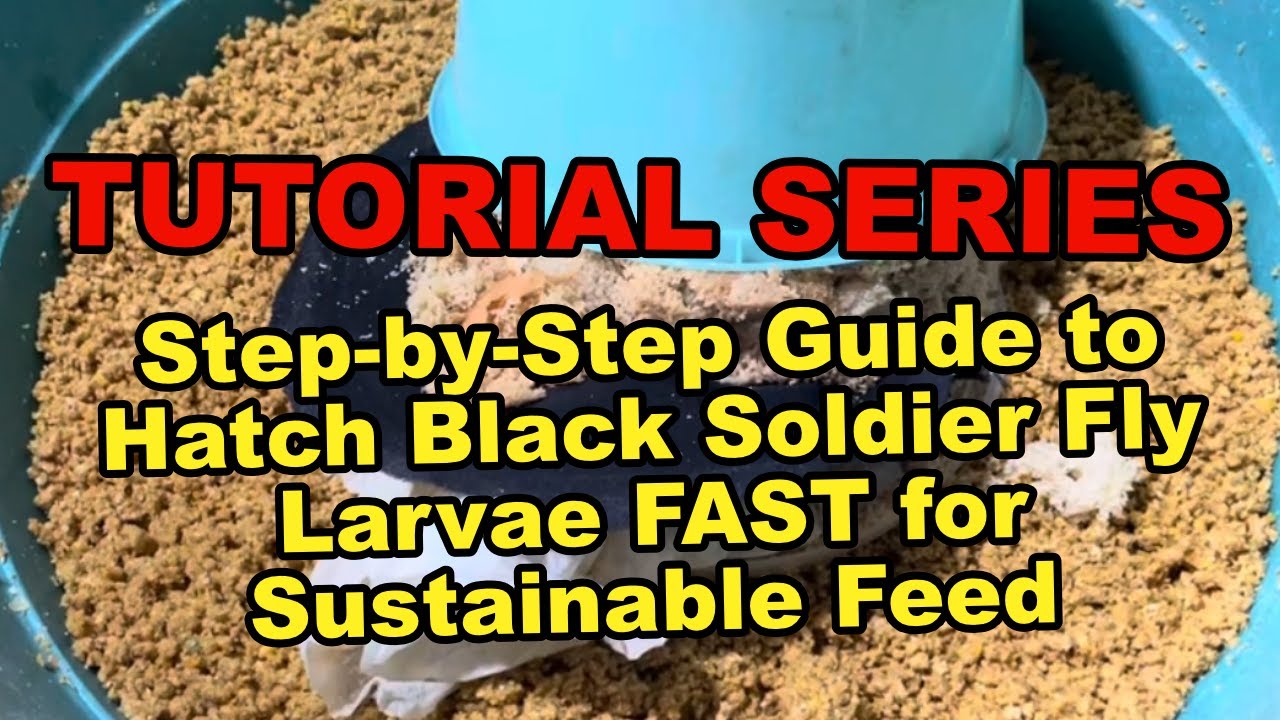 Step by Step Guide to Hatch Black Soldier Fly Larvae FAST for Sustainable Feed!