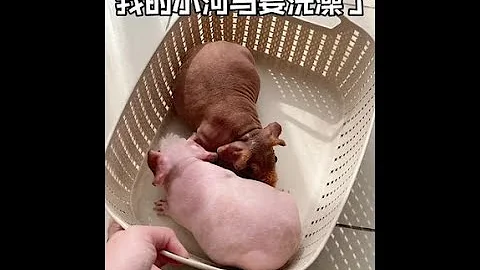 #迷你小河马 #小河马洗澡 #无毛豚鼠 我的小河马出来洗澡啦 - 天天要闻