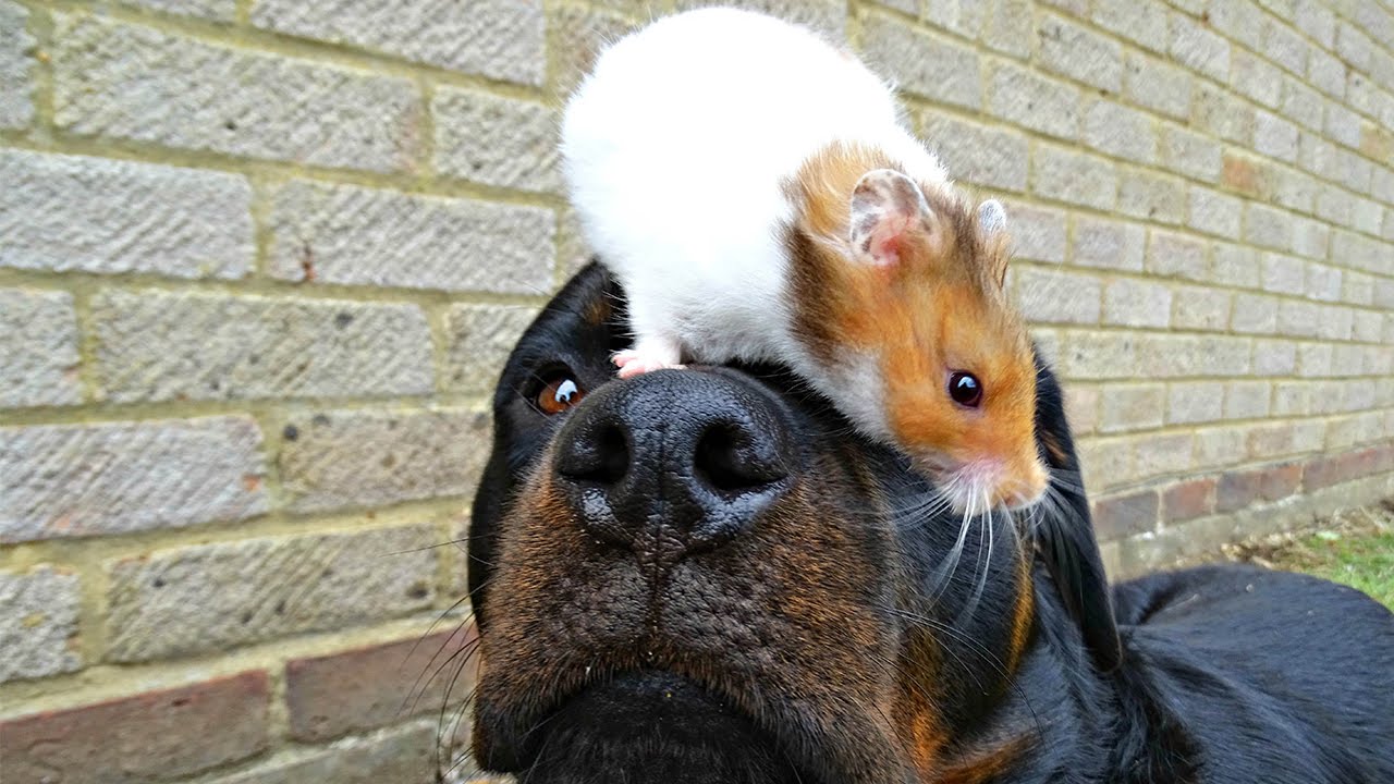 Rottweiler Best Friends With Hamster 