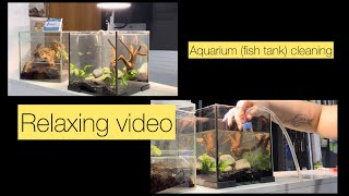 Aquarium (fish tank) cleaning. Relaxing video. #aquarium #fishtank #relaxing