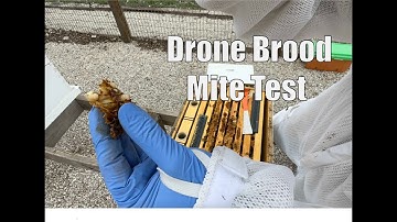Mite Checks with Drone Brood
