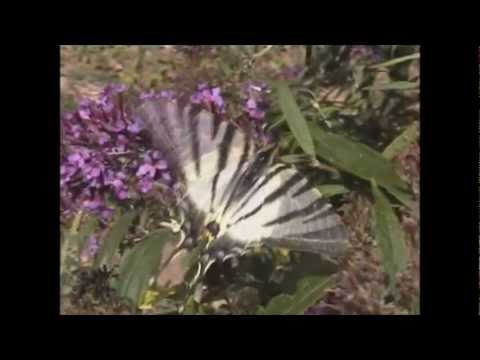 Vídeo: Borboleta Podalirium: descrição, ciclo de vida, habitats. rabo de andorinha veleiro