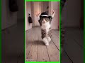 #viralshort #billijean #mj Dancing Cat #adorable