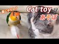 うちでは、猫じゃらしじゃなく、鳥じゃらし？ Cat toy but Bird toy?【マンチカン】【シロハラインコ】