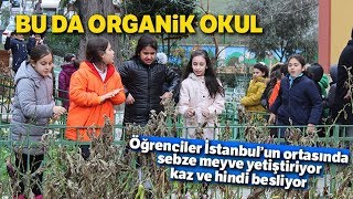 Bu Da Organik Okul Öğrenciler İstanbulun Ortasında Sebze Meyve Yetiştiriyor