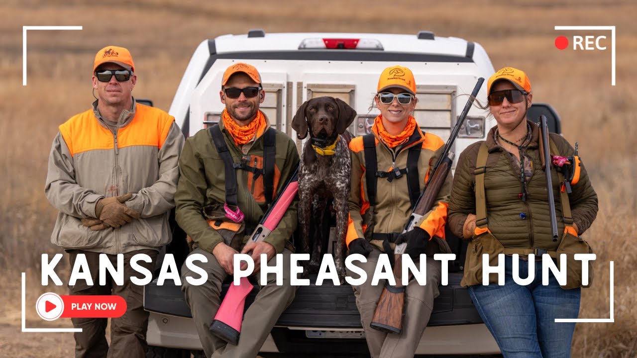 Pointer Chasing Kansas Pheasant Hunting With A Young German Shorthaired Pointer - YouTube
