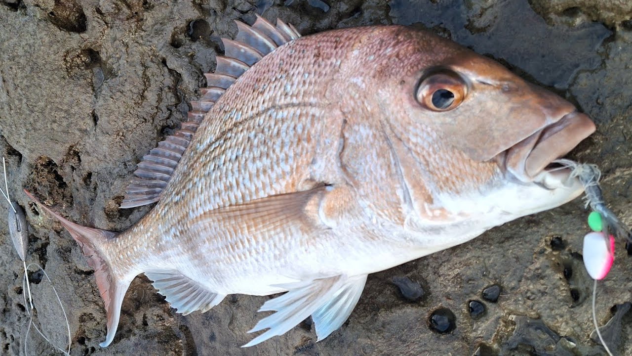 Low Tide Harbour Fishing - Snapper