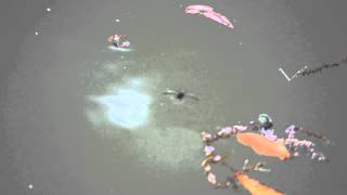 backswimmer bug in florida