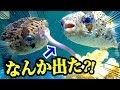 食いすぎて吐いちゃった？！ハリセンボンの荒食い！！