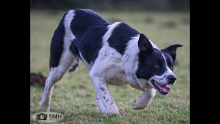 Lot 15: Syfnwy Spot – 10.05.23 Farmers Marts Dolgellau Online Sheepdog Auction