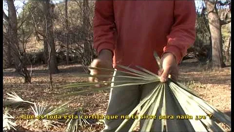 ¿Se pueden cortar demasiadas hojas de abanico?