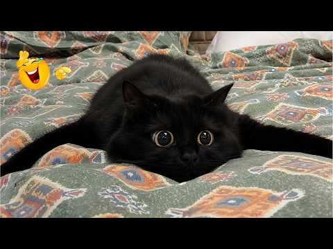 Best Cat Moments Compilation 🐈 | Funniest Cats Ever Caught on Camera 2026 🤣🐱