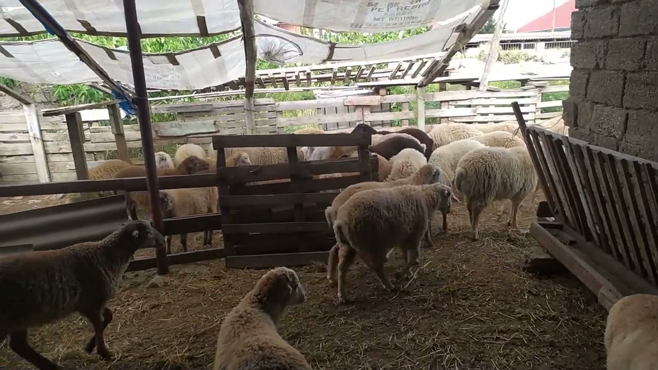 ətlik quzu bordamaq 2022 (yeni üsulla bəsləmək)